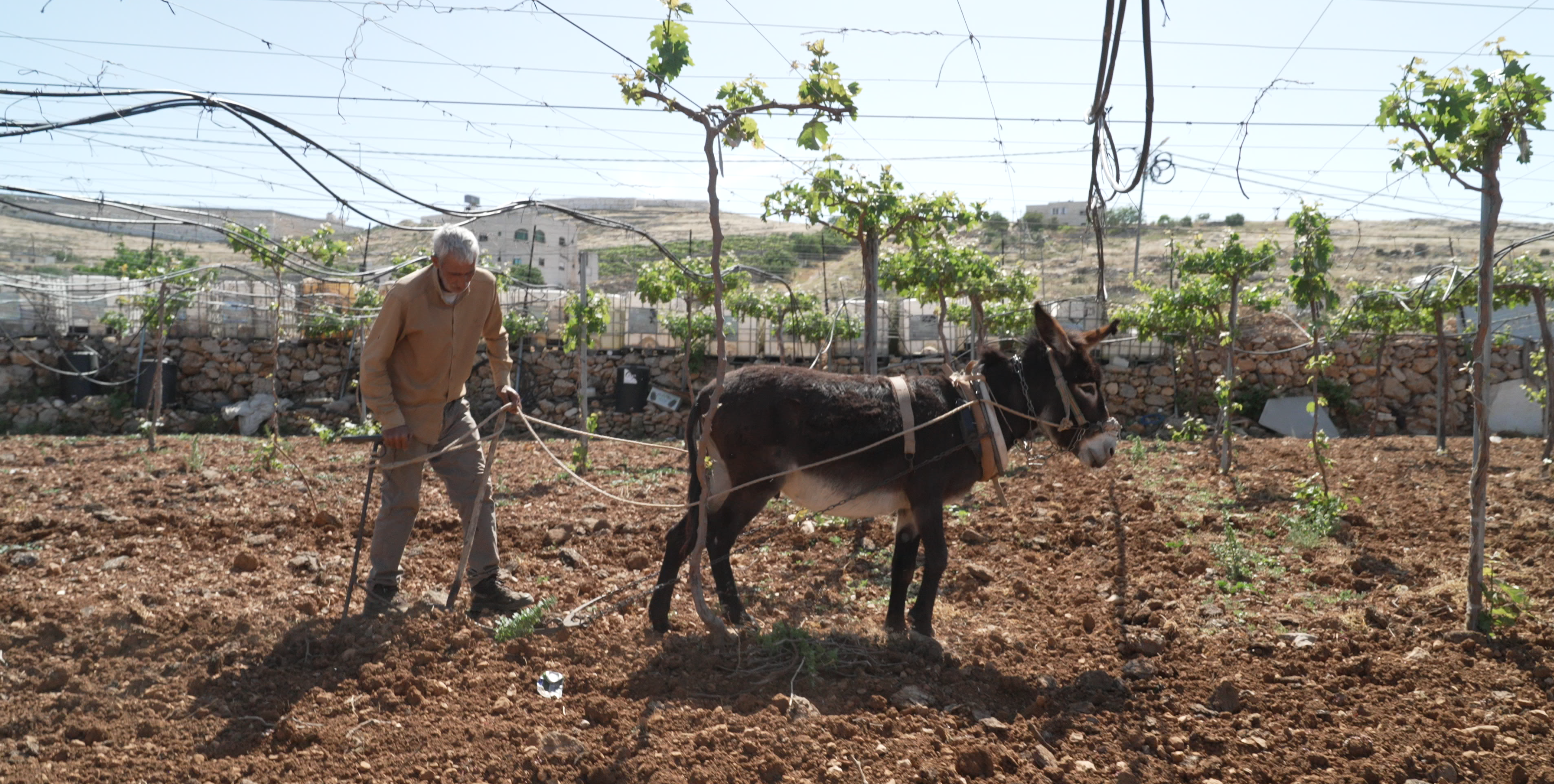 Atta ploughing his land